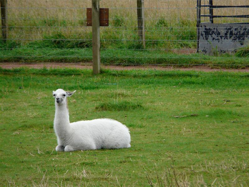 Lama at Links Family Park.JPG